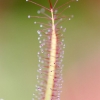 Drosera binata 'dichotoma' -- Sonnentau